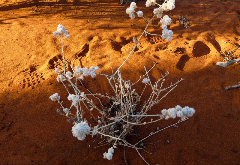 Flore de l’outback