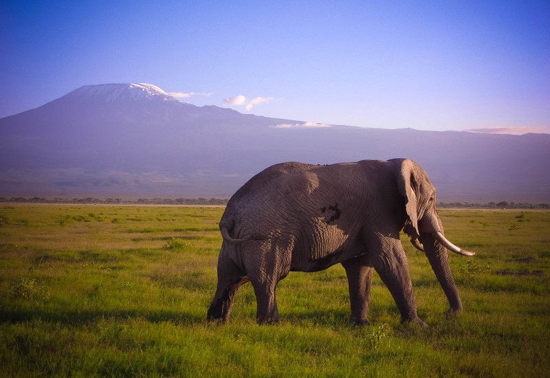Tembo à l’assault du Kilimandjaro