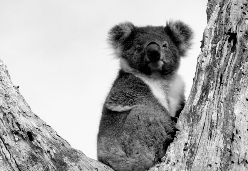 Koala III