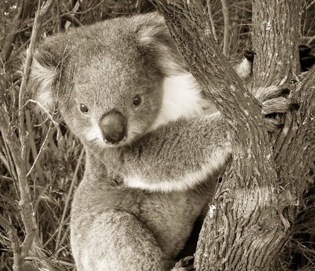 Koala IV