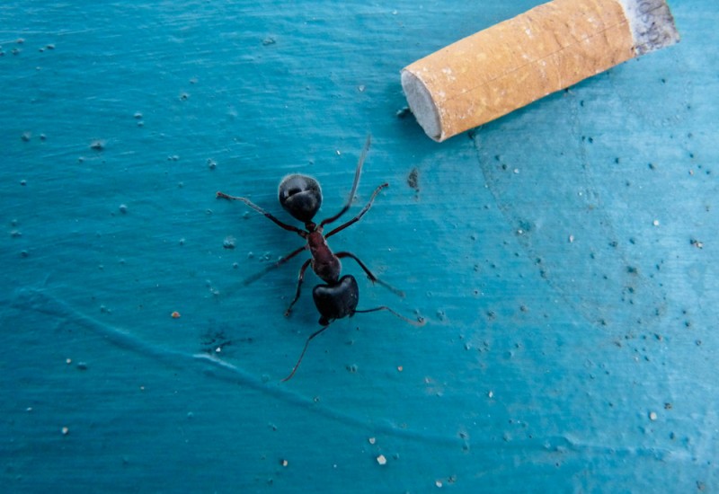 La fourmi d’Australie…