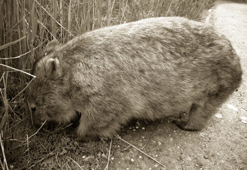 Willy Wombat