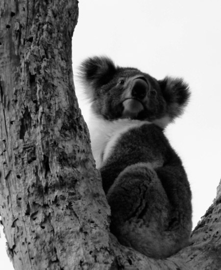 Koala II