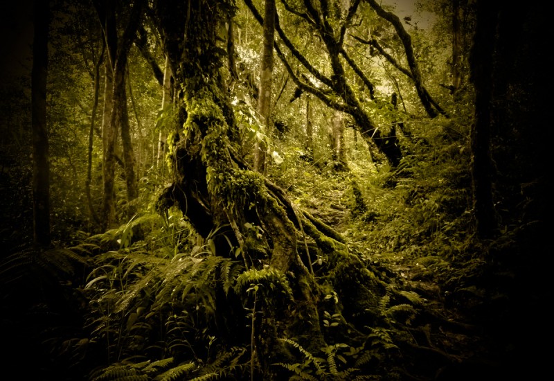 Mossy forest