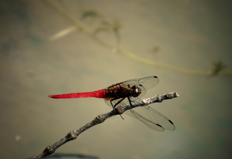 Dragonfly on fire