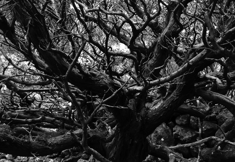 Dark Tree II